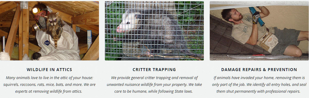 San Bernardino California Pest Wildlife Removal, Animal Trapping and Control